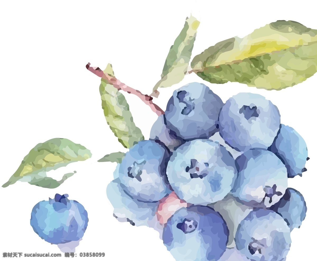 原创 手绘 彩绘 束 蓝莓 插画 图 水彩 绚丽 水果