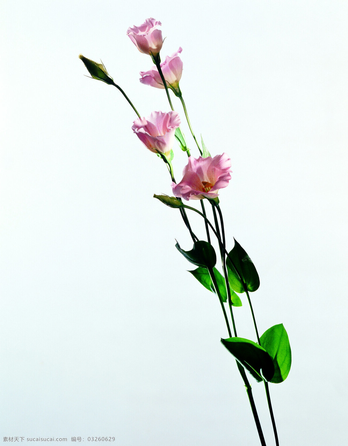 精品 花卉 系列 单株 花朵 共享 生物世界 花草 精品花卉素材 摄影图库