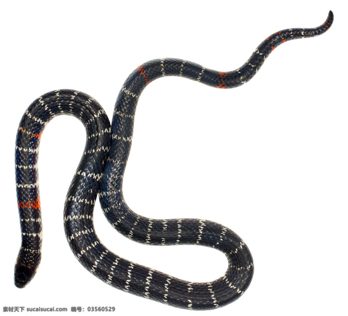 蛇 蛇类 花蛇 青蛇 爬行类 长蛇 蟒蛇 生物世界 野生动物 唯美 可爱 动物 野生 眼镜蛇