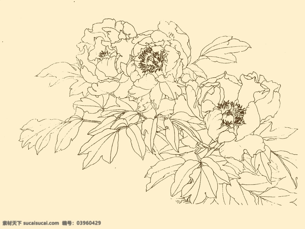 白描花卉 白描 花卉 线描 线画 线稿 中国画 国画 花草 分层 源文件