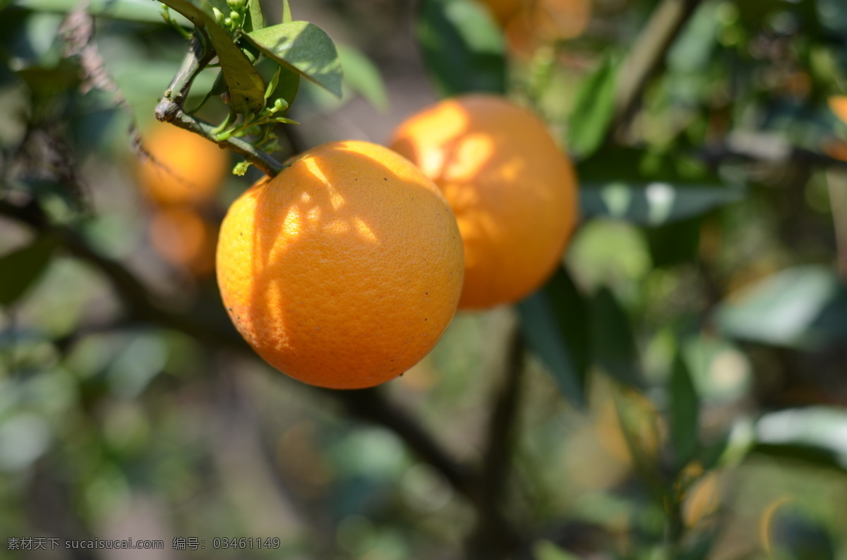 脐橙 树上 橙子 果树 整个 黄橙子