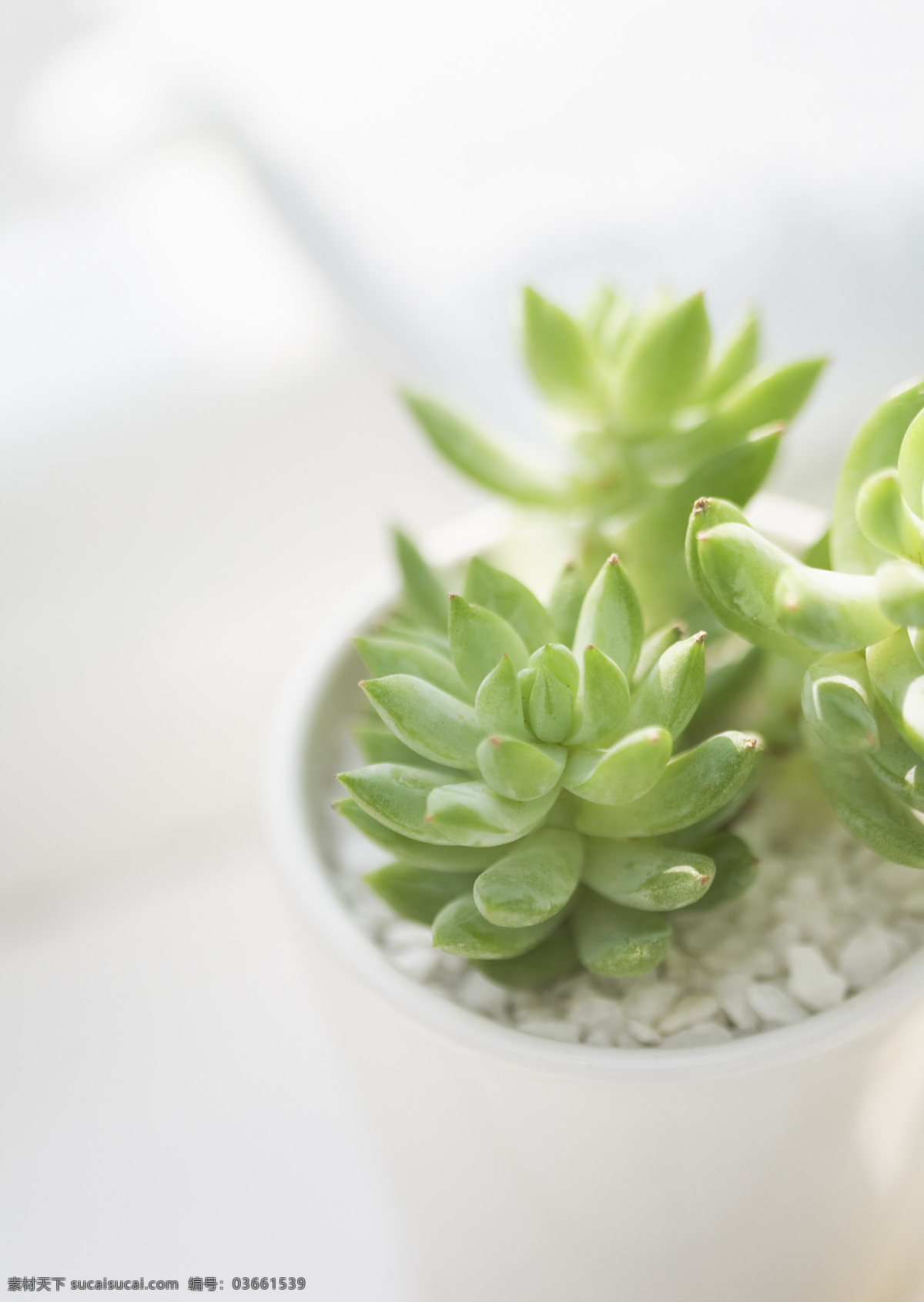 多肉植物 清新植物 绿植 生物世界 花草