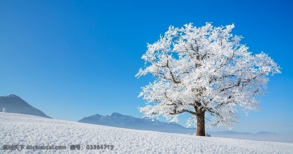 雪山 大树 雪地 天空 风景 自然景观 自然风景