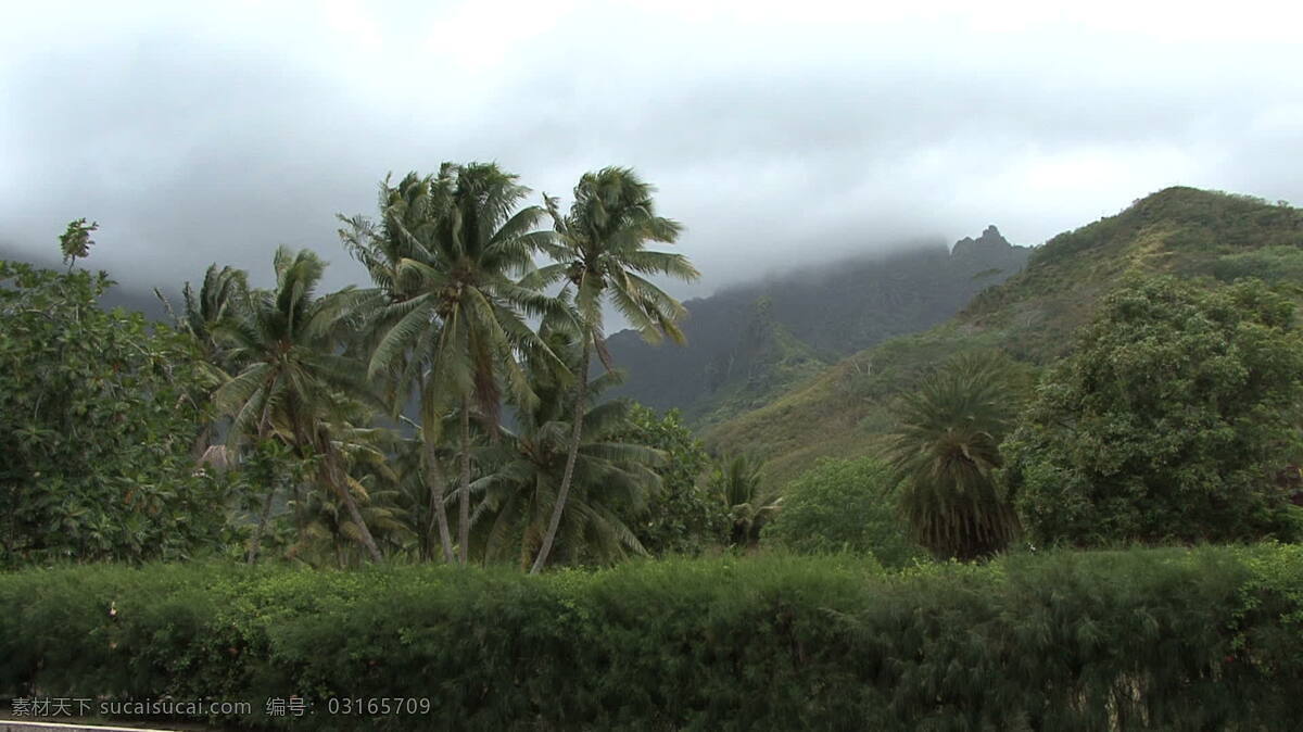 茉莉 棕榈树 山 股票 视频 吹 岛 风 热带 树 云 茉莉亚岛 法属波利尼西亚 棕榈 纤细的 朦胧的 其他视频