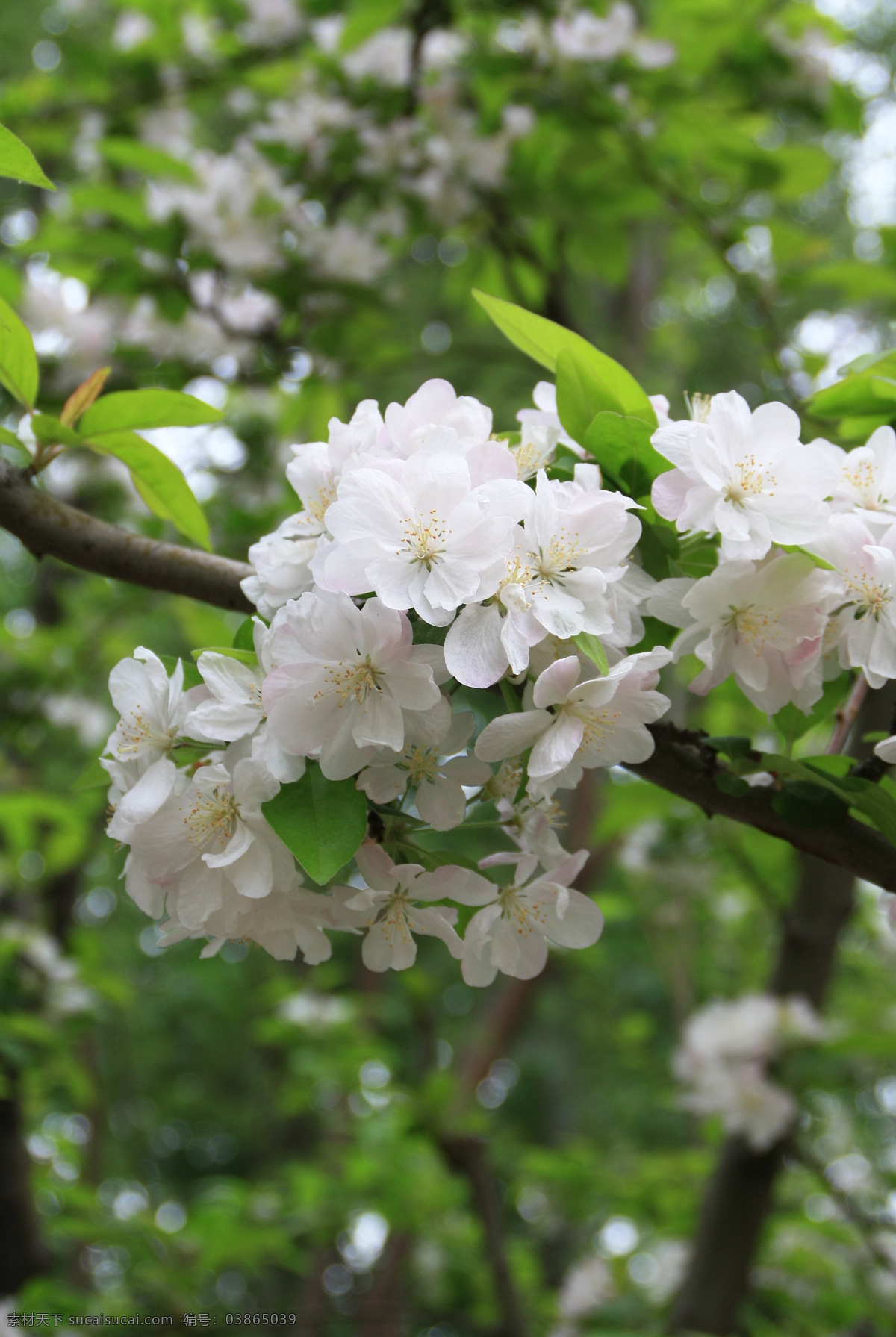 元大都 遗址 公园 海棠花 海棠花溪 花卉 花草 植物 生物世界