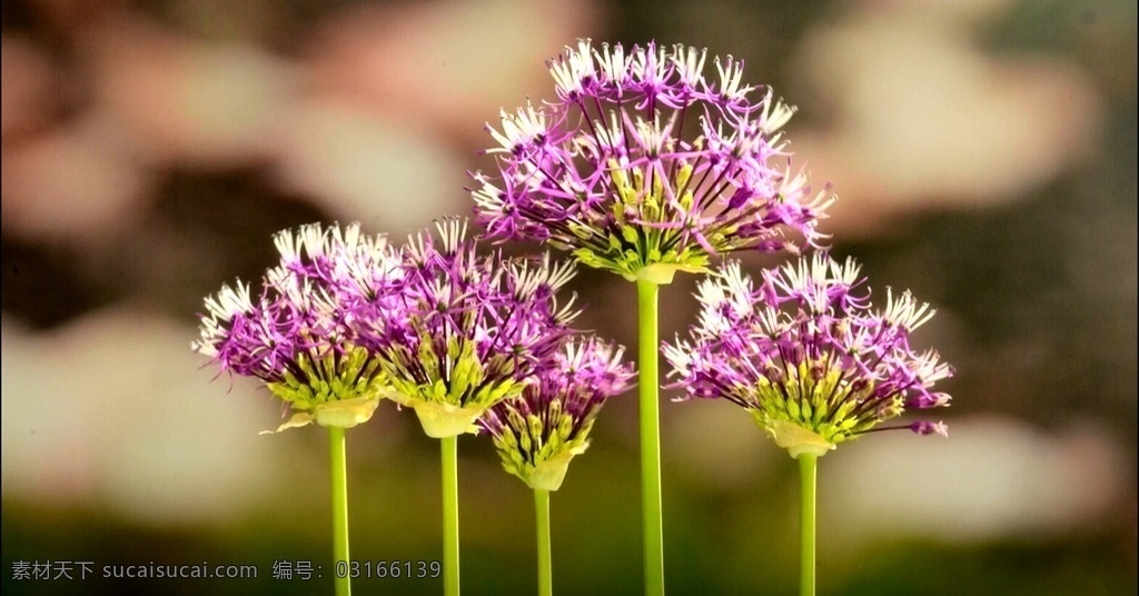 快速生长的花 延时摄影 高清视频素材 生长 紫色 花草树木 多媒体 实拍视频 动物植物 mov