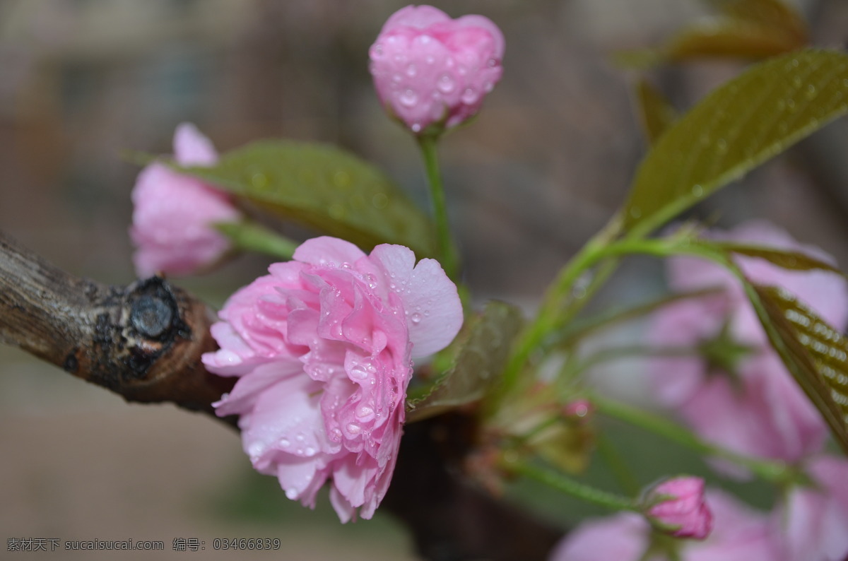 粉红色 花瓣 花草 花朵 花蕾 花枝 开放 绿叶 樱花 晴天 阳光 鲜花 盛开 树干 水滴 虚化背景 花草世界 生物世界 psd源文件