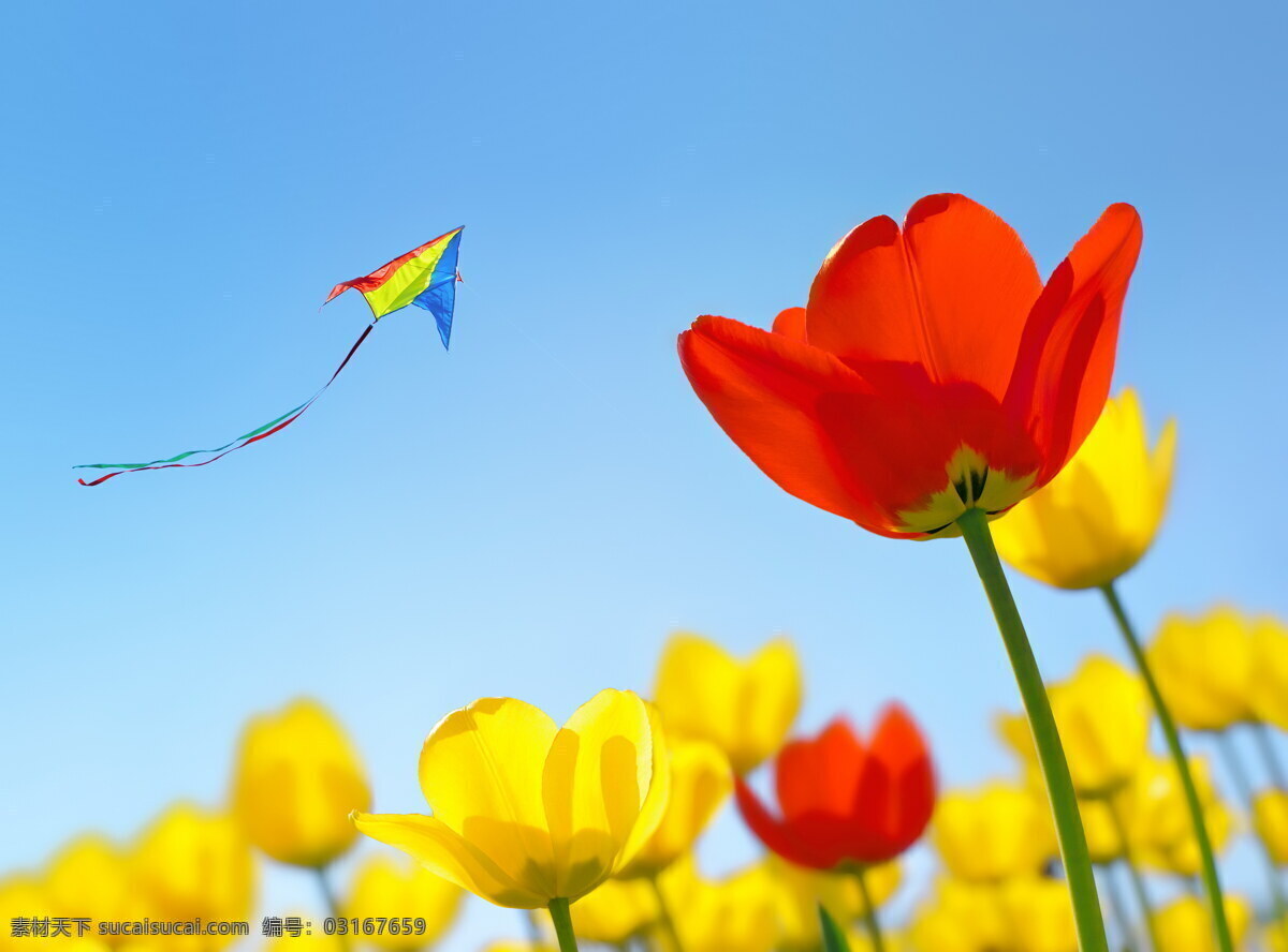 天空 中 风筝 鲜花 黄色 红色典 郁金香 花朵 其他类别 生活百科