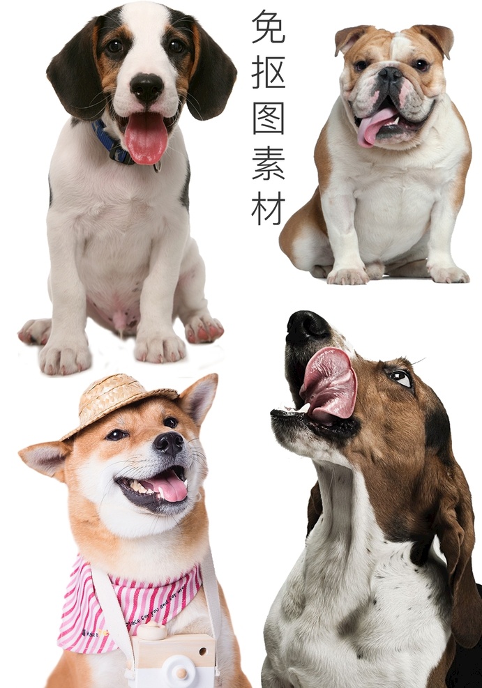 狗素材 哈士奇 金毛 猎犬 斗牛犬 喂狗 吐舌头 狗舌头 狗吐舌头 摇尾乞怜 拍照 猫狗 猫 狗 公园 狗狗 动物园 小动物 汪汪汪 大狗 猫咪 宠物 小狗 小猫 喵星人 汪星人 跳舞 舞蹈 狗跳舞 电商素材 抠图 生物世界 家禽家畜