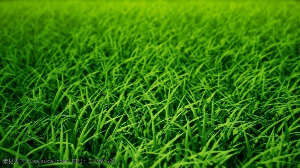 绿色的草地 草地 绿地 草 地坪 草坪