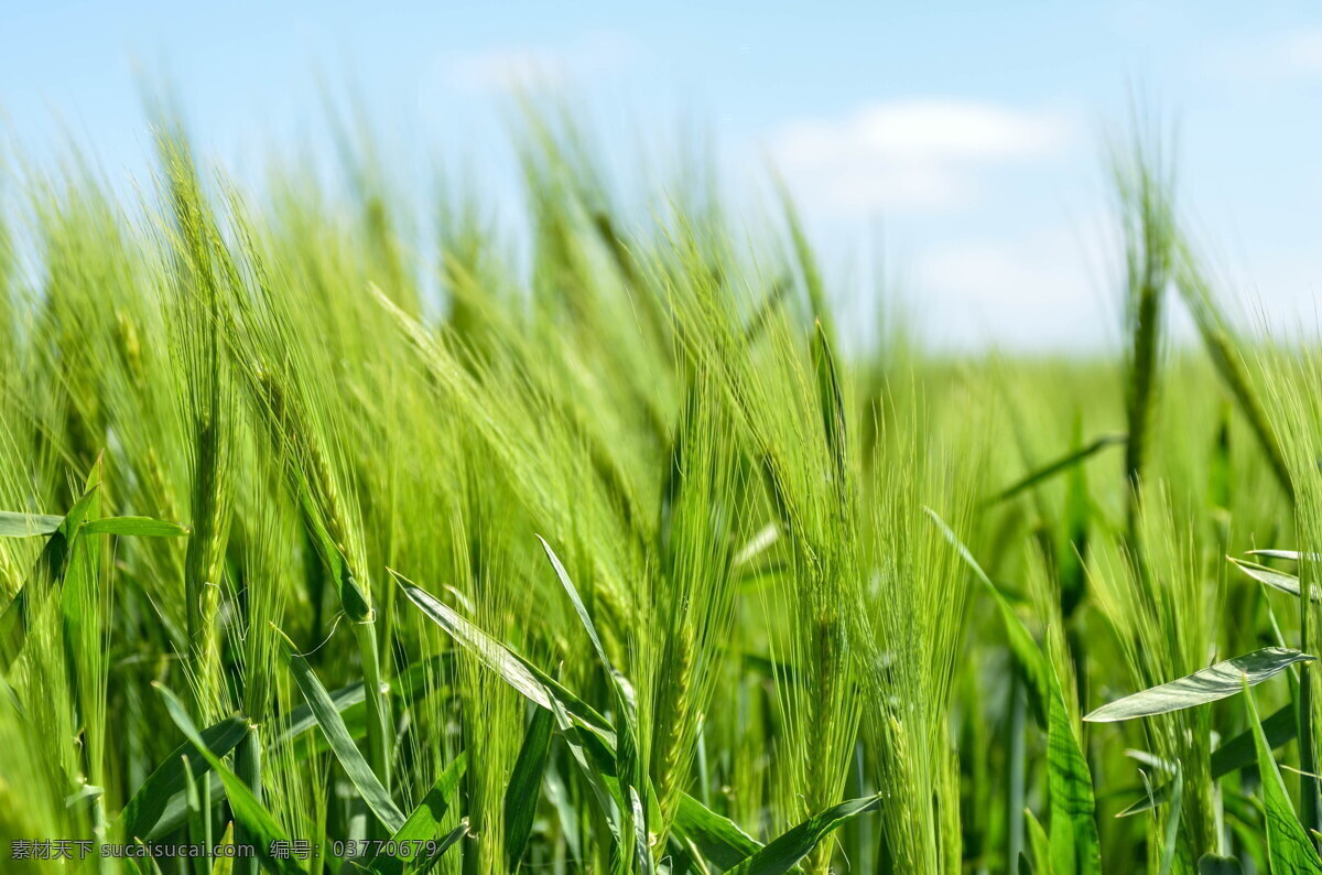 高清 绿色 麦穗 绿色小麦 麦子 麦粒 粮食