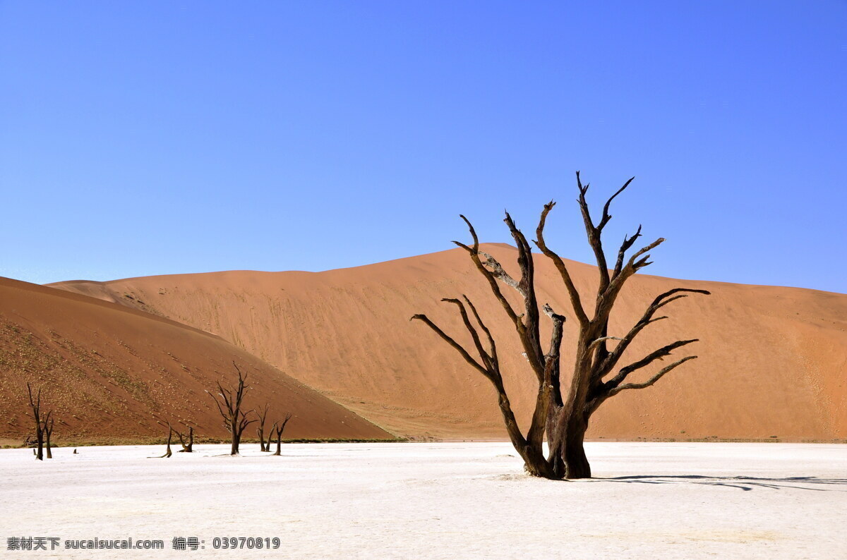唯美 沙漠 枯树 风景 高清 萧条 沙漠风景 沙丘 沙地