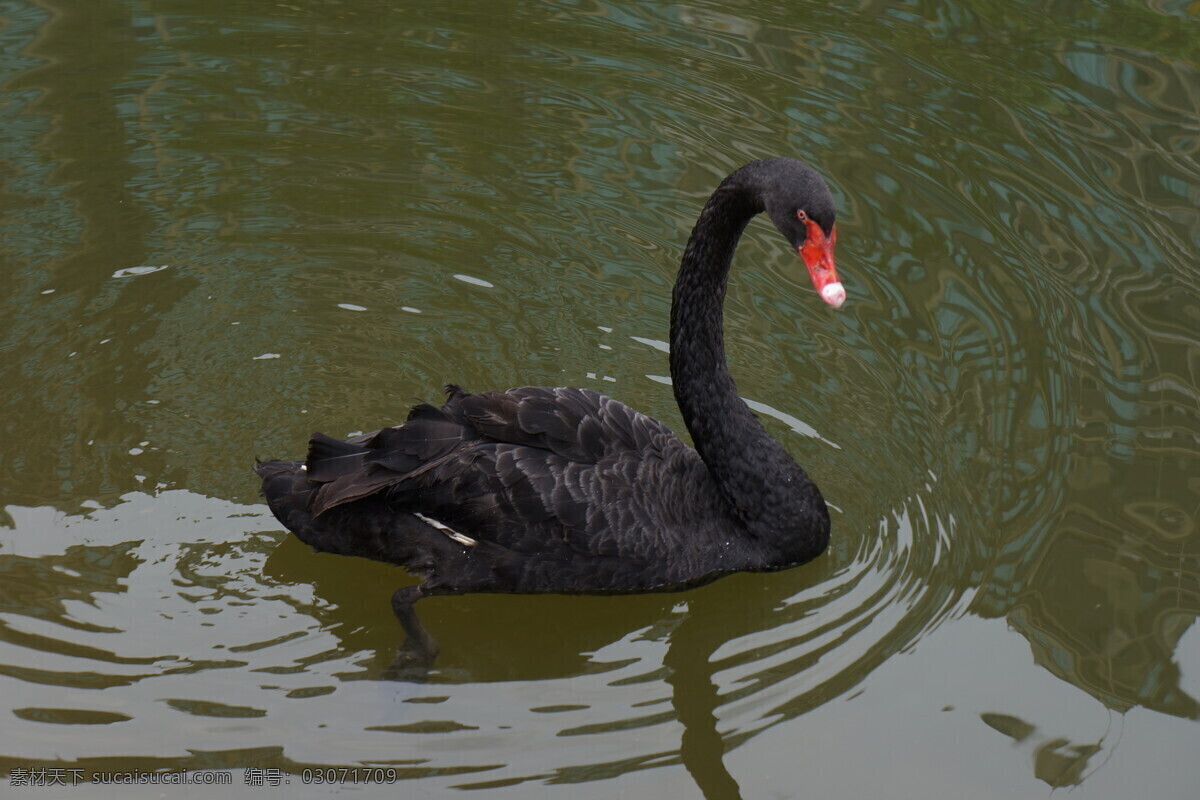 天鹅 黑天鹅 丑小鸭 湖里的天鹅 天鹅湖 鸟类 飞禽 禽类 水鸭子 游泳 戏水 摄影野生动物 生物世界 家禽家畜 黑色