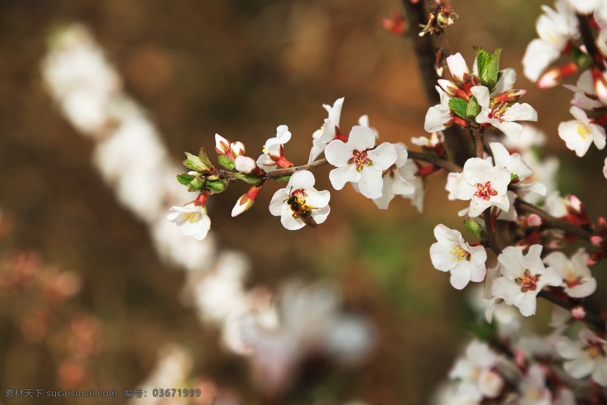 苹果花 上 蜜蜂 春天 虚化的背景 大光圈 生物世界 花草