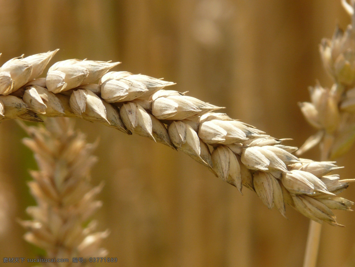 粮食小麦 小麦 谷物 粮食 麦田 吃 食品 耕地