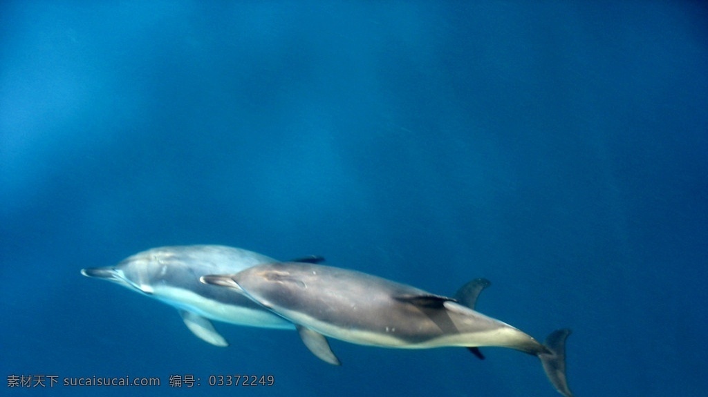 深海野生海豚 深海 海洋 大海 野生 生物 动物 白鳍豚 海豚 保护 珍稀 海洋生物 生物世界