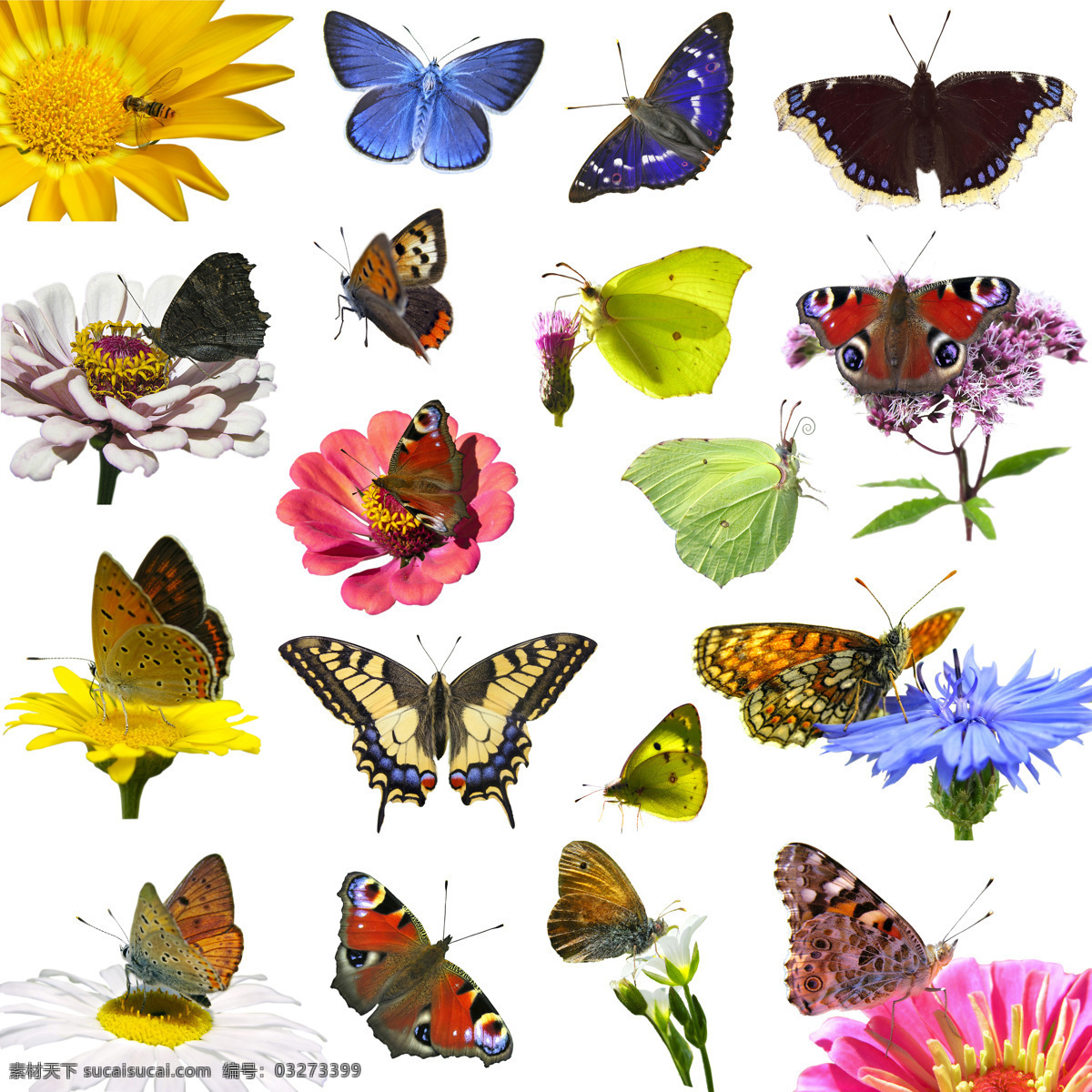 美丽 蝴蝶 美丽蝴蝶 飞蛾 动物世界 鲜花 花朵 昆虫世界 生物世界