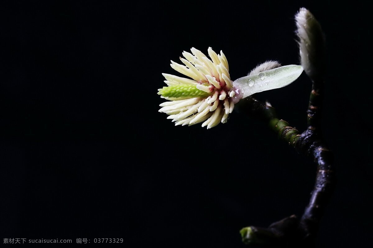 玉兰花 花心 花蕊 花朵 花瓣 花语 生物世界 花草