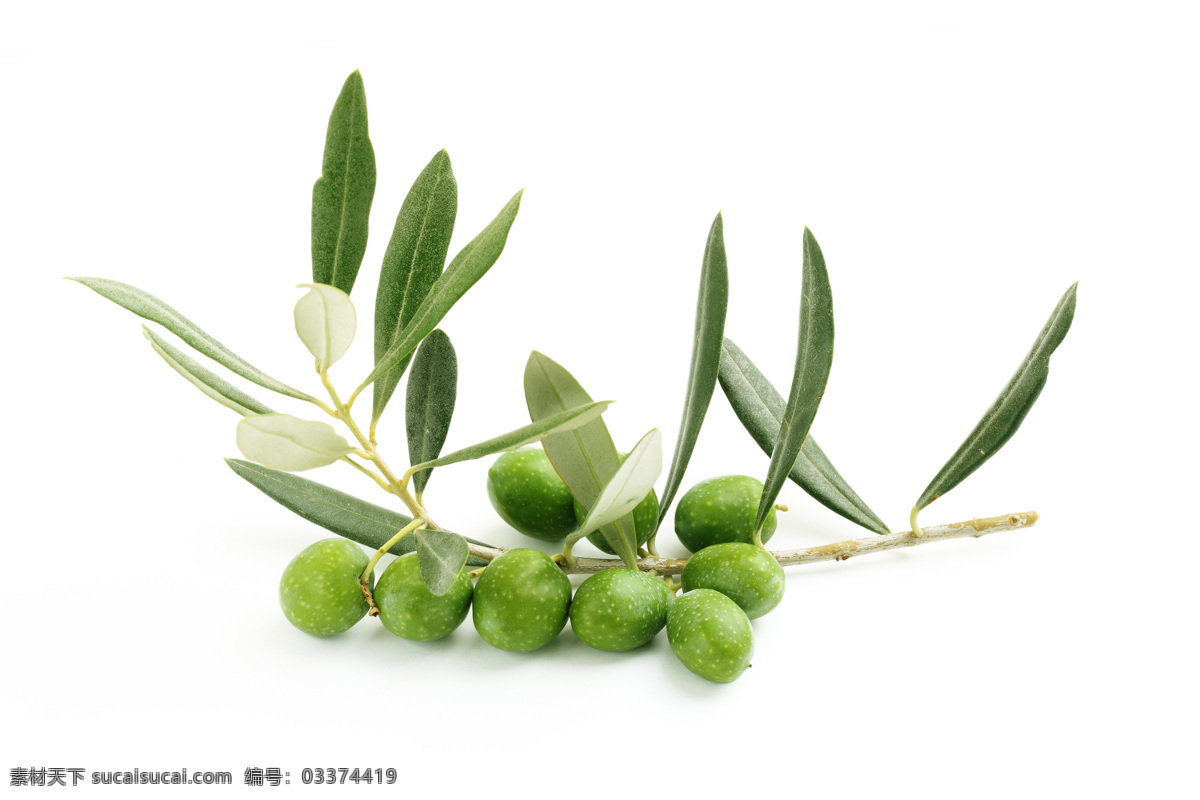 绿 橄榄 树叶 绿橄榄与树叶 新鲜 摄影图片 橄榄叶 橄榄果 新鲜橄榄 水果蔬菜 餐饮美食 蔬菜图片