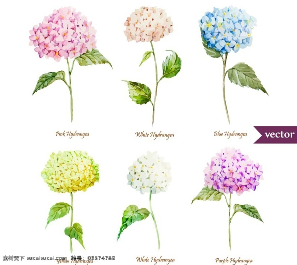 水彩 绣 球花 矢量 绣球 花 手绘