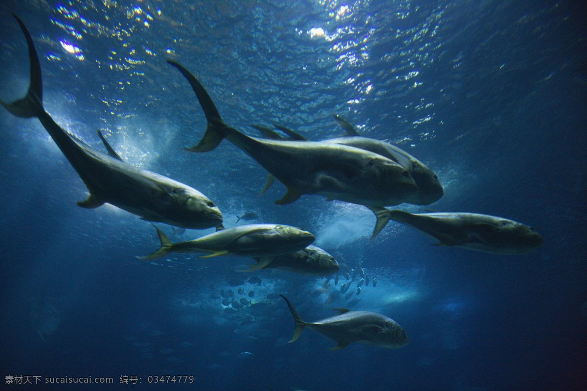 动物 动物世界 摄影图 野生动物 鲸 鲸鱼 鱼类 海豚 海底世界 水中生物 生物世界 黑色