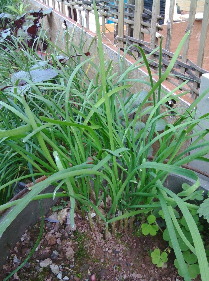 韭菜 食用 菜 作料 自然 香料 神奇自然界 花草 生物世界