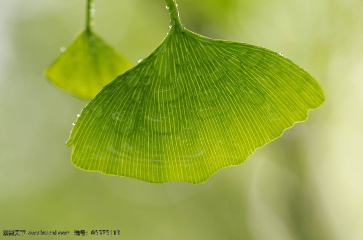 银杏 叶子 绿色的 自然 景深 原创设计 其他原创设计