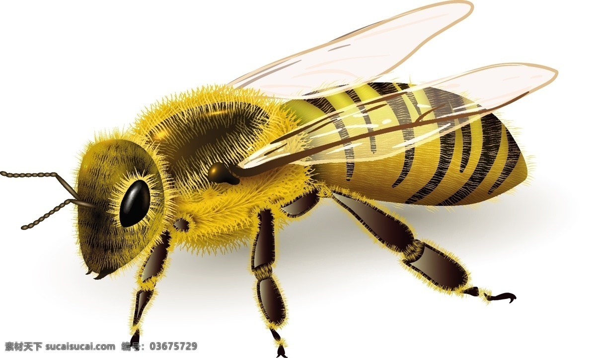 逼真的蜜蜂 昆虫 蜜蜂 彩绘蜜蜂 黄蜜蜂 矢量素 白色
