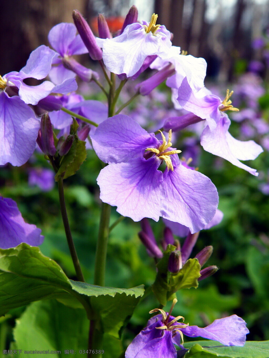 二月兰 诸葛菜 菜子花 紫金花 花草 生物世界