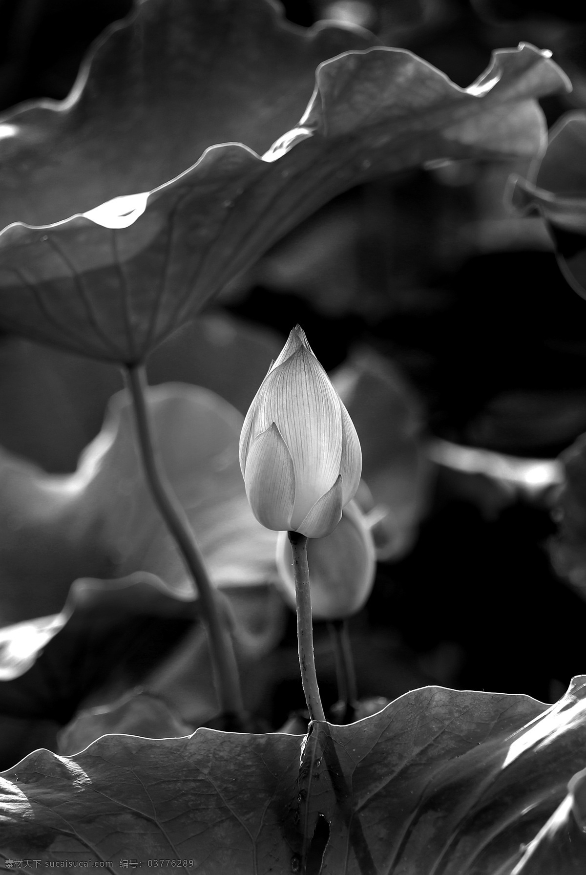 荷花 花卉 黑白摄影 花卉摄影 生物世界 花草