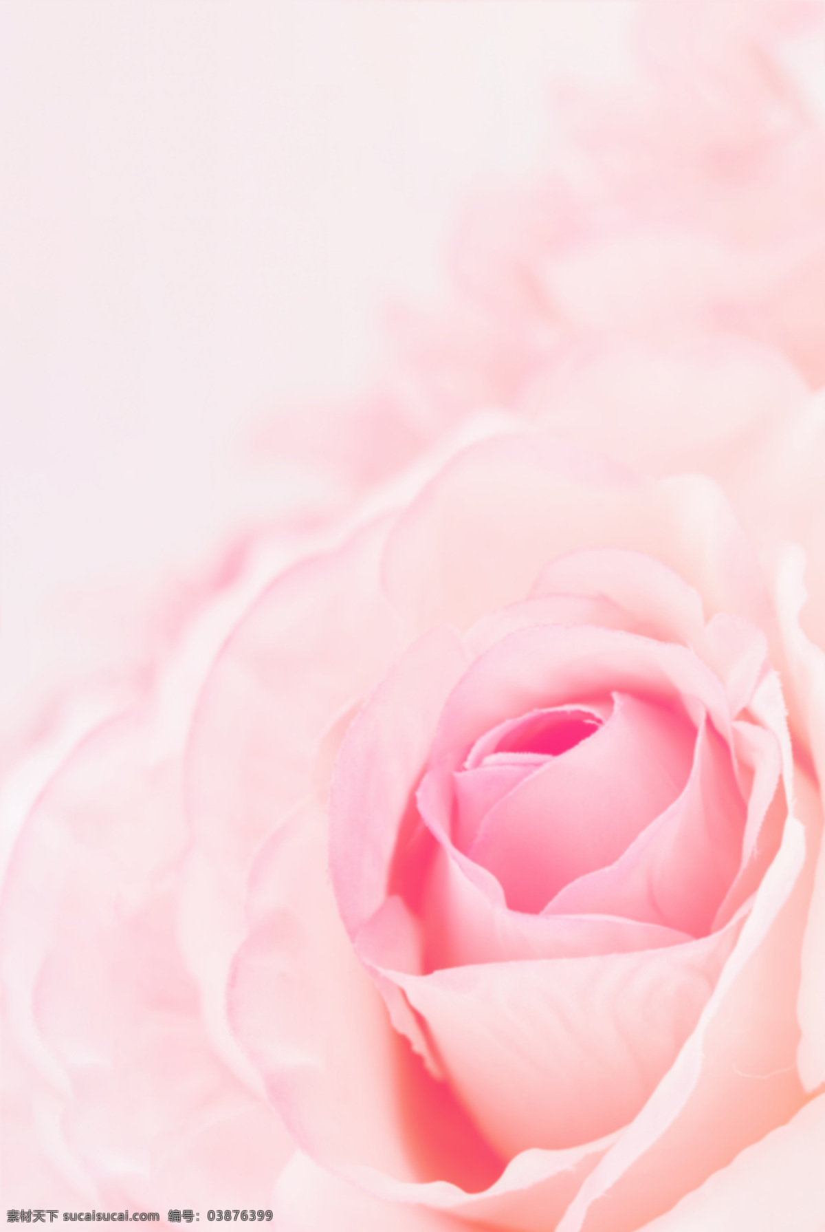 玫瑰花 花朵 花瓣 粉色 女性 背景