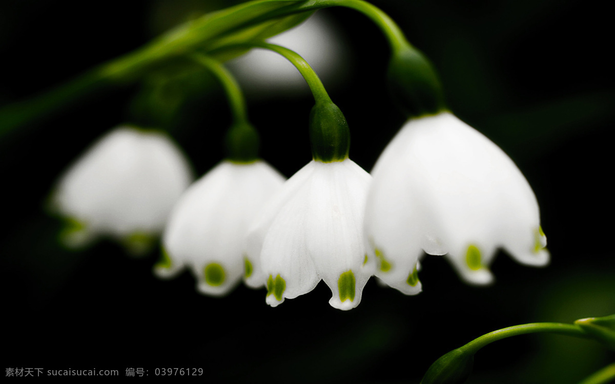 春季 春天 花 花草 花朵 花卉 花蕾 黄色小花 迎春花 靓丽 盛开 特写 自然 开花 颜色 美丽的 盛开的 可爱 漂亮 鲜艳的 枝条 叶子 小喇叭 生物世界 psd源文件