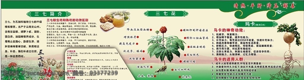 三七的简介 三七 三七花 玛卡 绿色背景 三七功效 李时珍图片