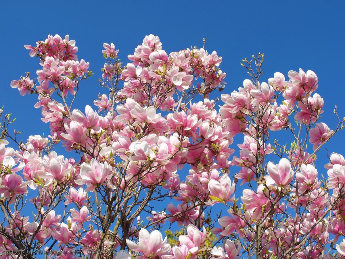 花 春天桃花 桃花树 桃花花开 桃花枝条 花类 自然景观 田园风光