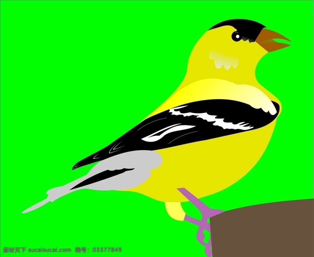 鸟 黄鹂 矢量 黄鹂鸟 插画 鸟类 黄色 文化艺术 绘画书法