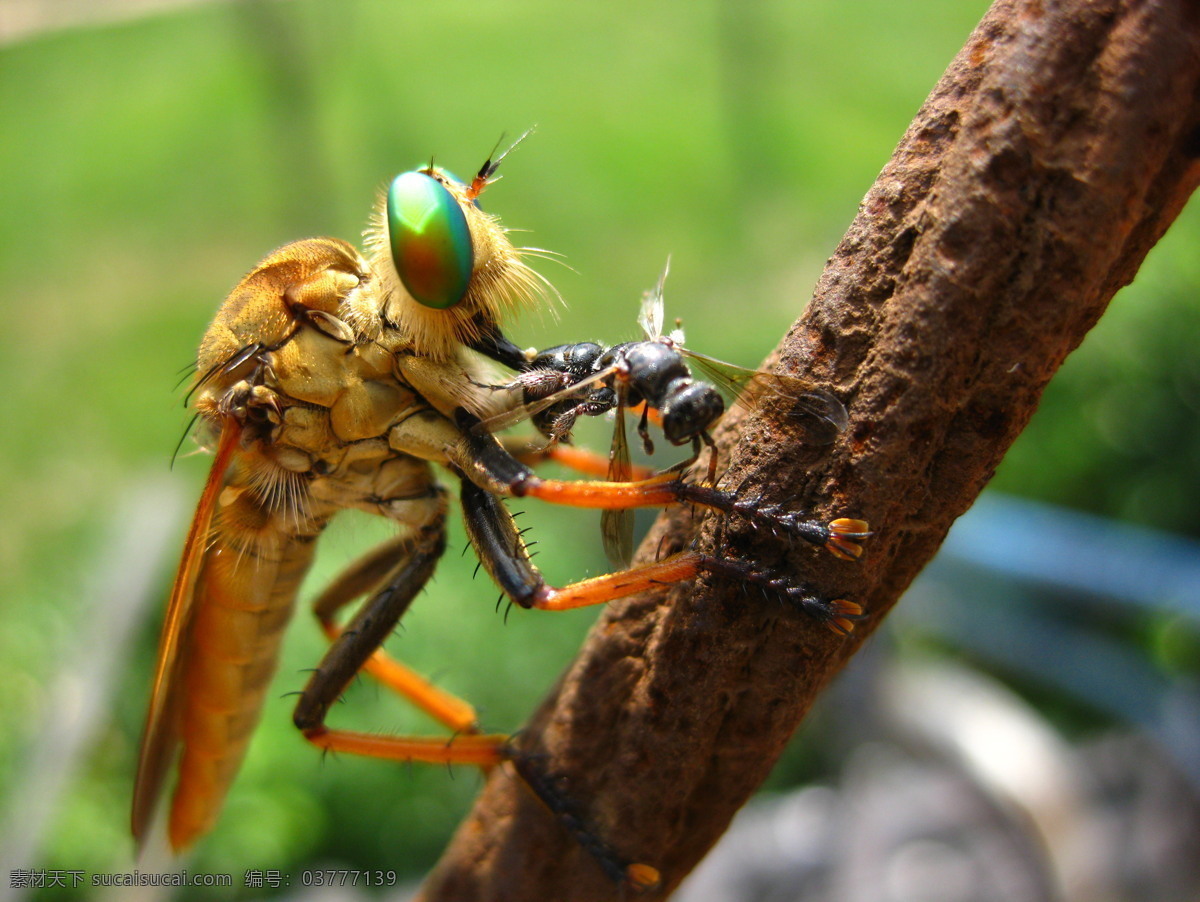 自然法则 飞蚁 昆虫 生物世界 黄色