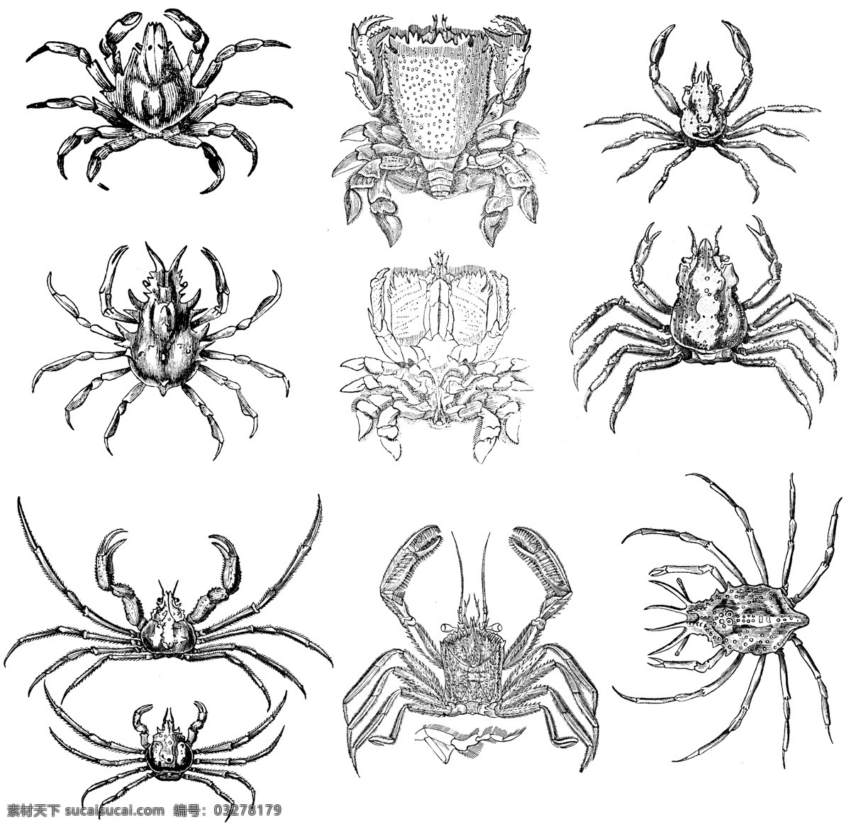 鱼类 贝 甲壳 类 欧美 古典 线条 矢量 动物 库 欧洲古典素材 矢量素材 素描素材 线条素材 非 主流 矢量图 其他矢量图