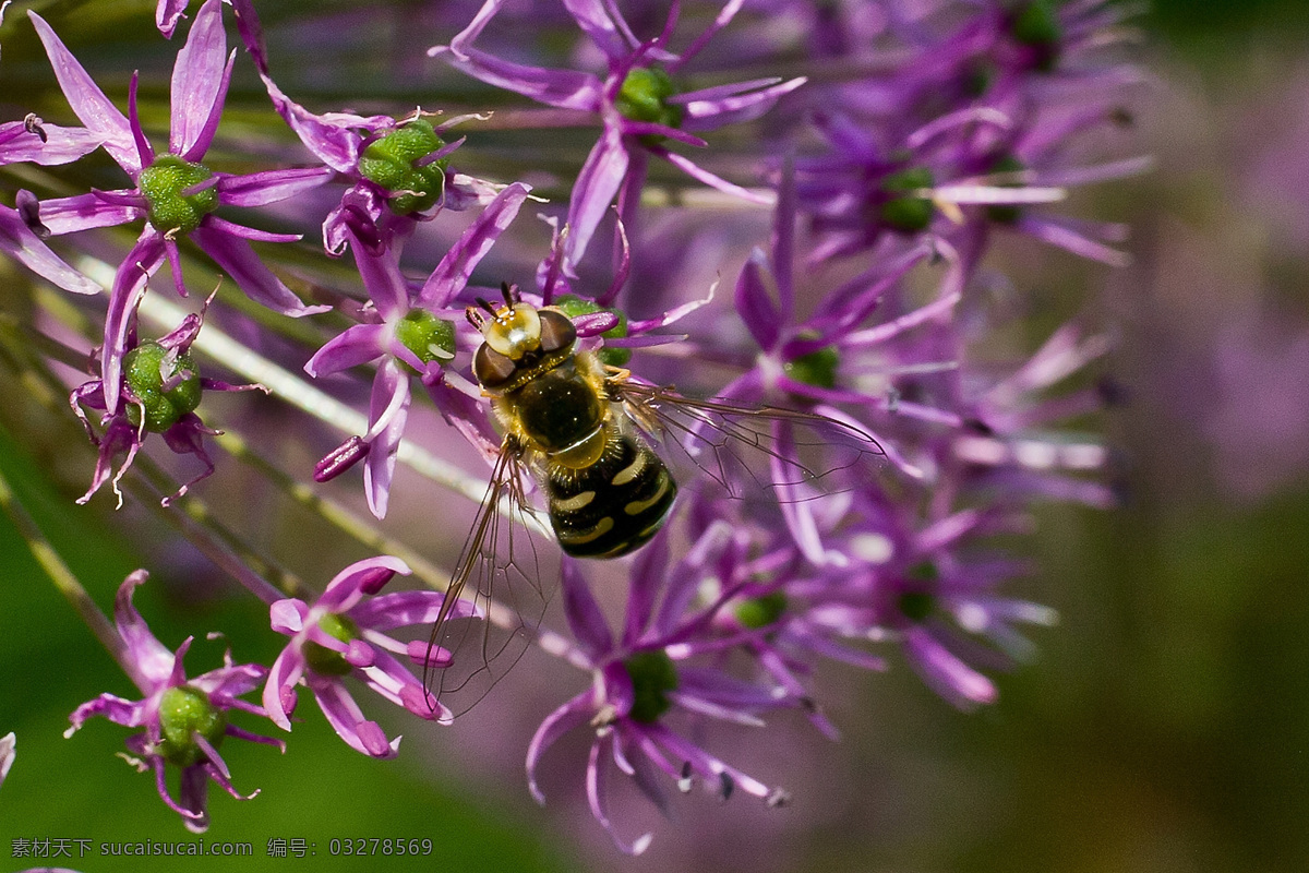 野葱 蜜蜂 北京 花草 绿草 生物世界 植物园 紫花 野葱与蜜蜂 野葱花 昆虫