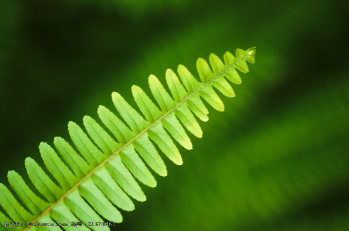 青绿 叶子 翠绿 高清 环保 清新 树叶 叶 叶脉 叶片 生物世界