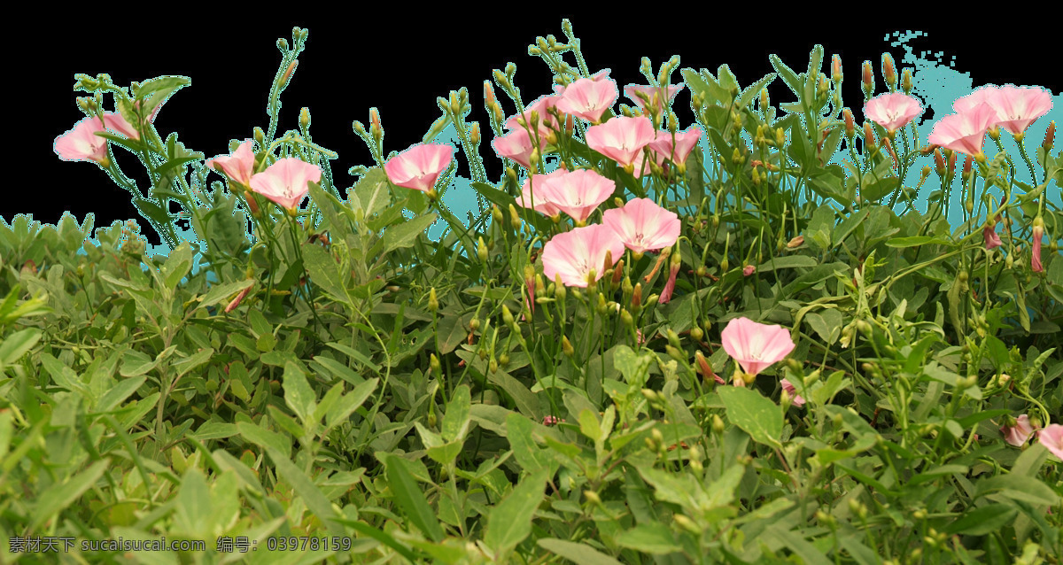 粉色 花草 花卉素材 抠图素材 植物素材 插画集