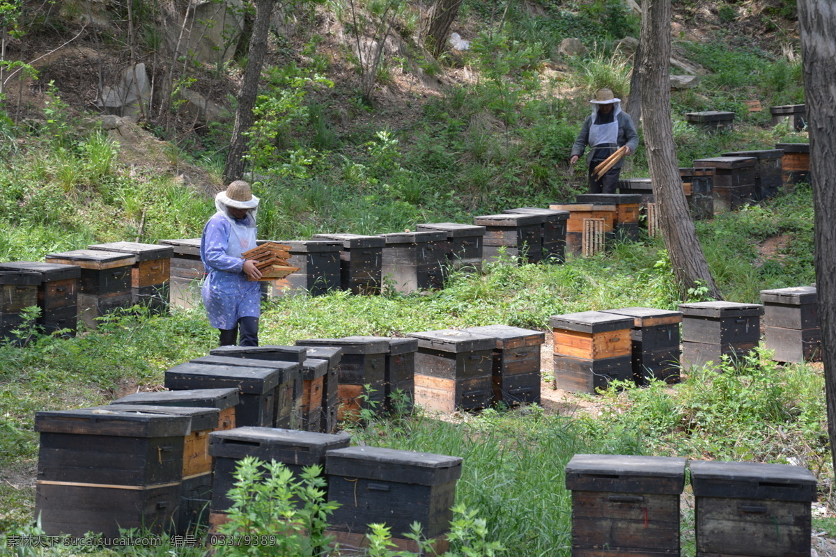 养蜂场 蜂场 蜂箱 蜜蜂 蜂农 田园风光 自然景观