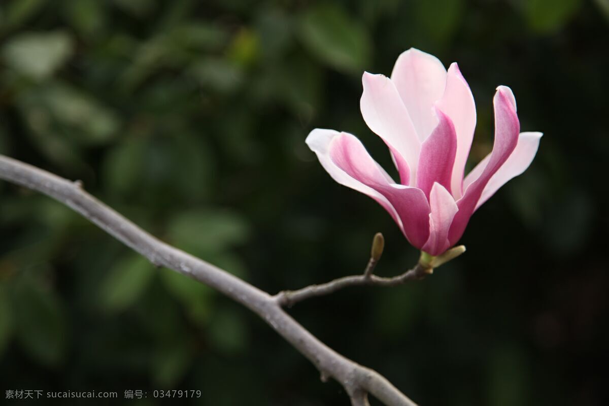 清新 漂亮 玉兰花 漂亮的玉兰花 清新的玉兰花 洁白的鲜花 葵花 鲜花 花卉 花之物语 花艺 花朵 花瓣 生物世界 花草