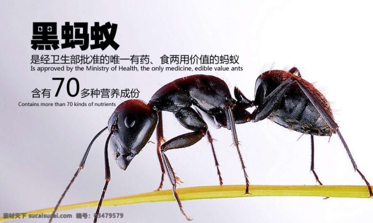 黑蚂蚁 黑蚂蚁功效 蚂蚁 蚂蚁介绍 中文模版 网页模板 源文件