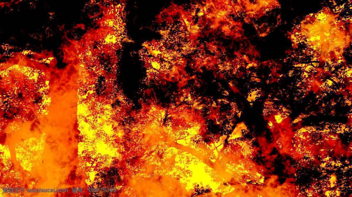 森林 火灾 运动 背景 cg 壁纸 插图 电脑 动画 火 火焰 火灾的影响 循环 循环的背景 效果 影响效果 背景的影响 图形 cgi 运动图形 图案 纹理 影响 地狱 吞没了 树 视频 其他视频