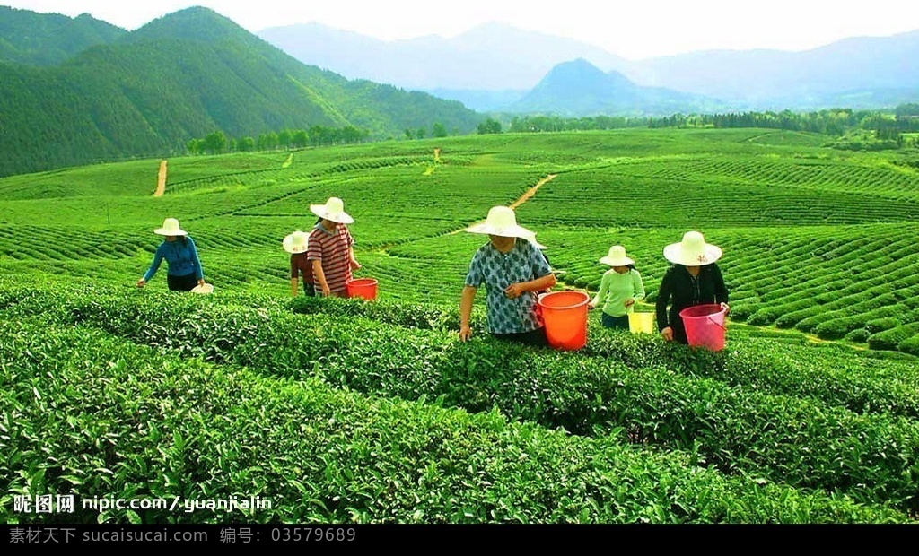 采茶 茶园 作茶包装图 自然景观 田园风光 采茶图 摄影图库 300