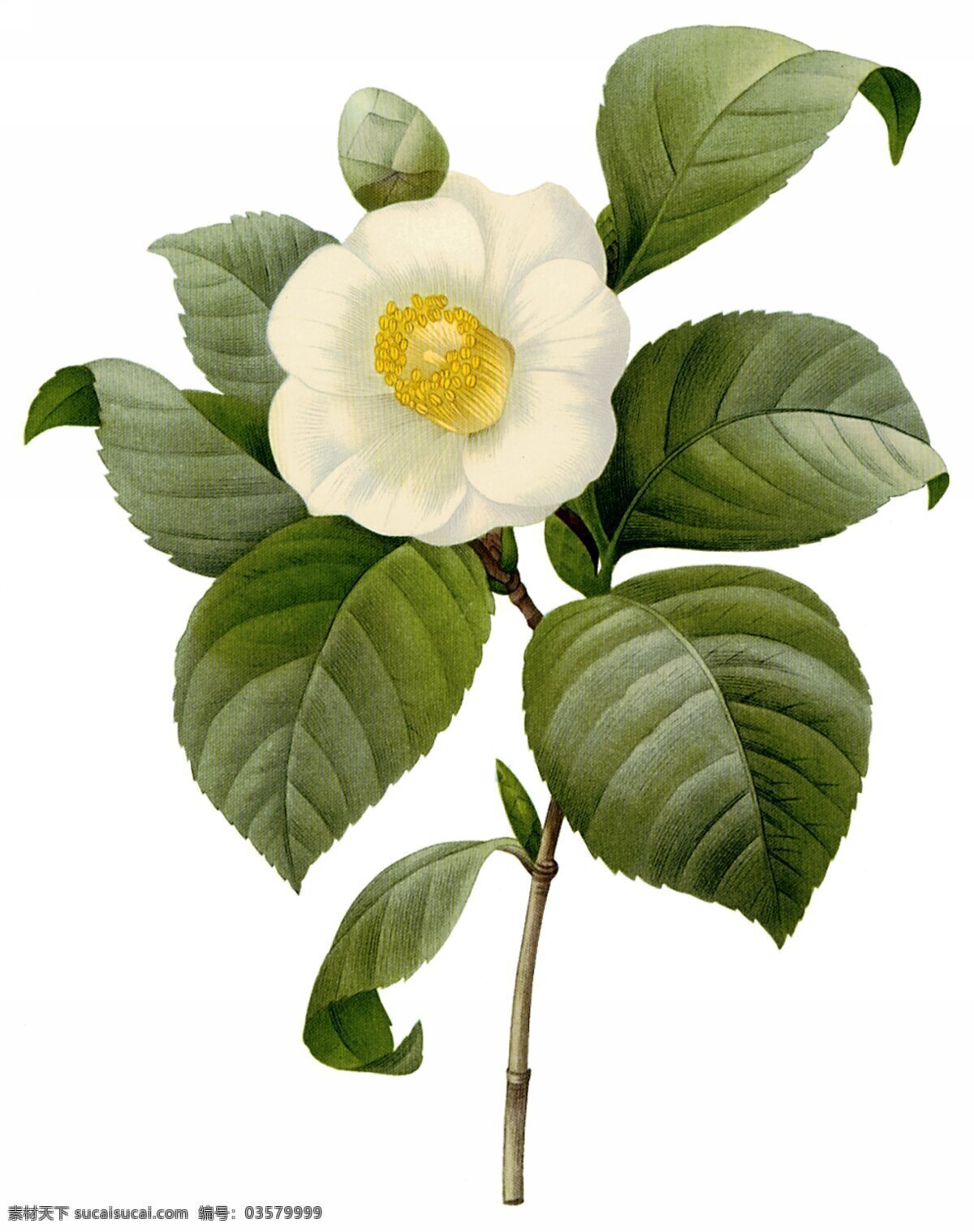 欧式花卉 高清 欧式 白色 茶花 大图