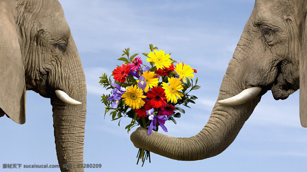 象 小象 象群 非洲大象 非洲草原 象鼻子 象鼻 动物世界