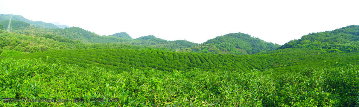 茶素材 茶叶 茶园 茶园风光 茶园风景 绿色 田园风光 茶园实景照片 山峰茶园 农业实景照片 茶园照片 茶园素材 绿色生态茶园 绿色茶园 茶园实景 自然景观 矢量图 日常生活