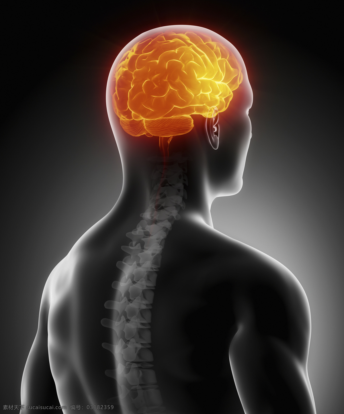 大脑 器官 脊椎 人脑 脑髓 男性人体器官 脊髓 骨骼 人体器官 医疗科学 医学 人体器官图 人物图片