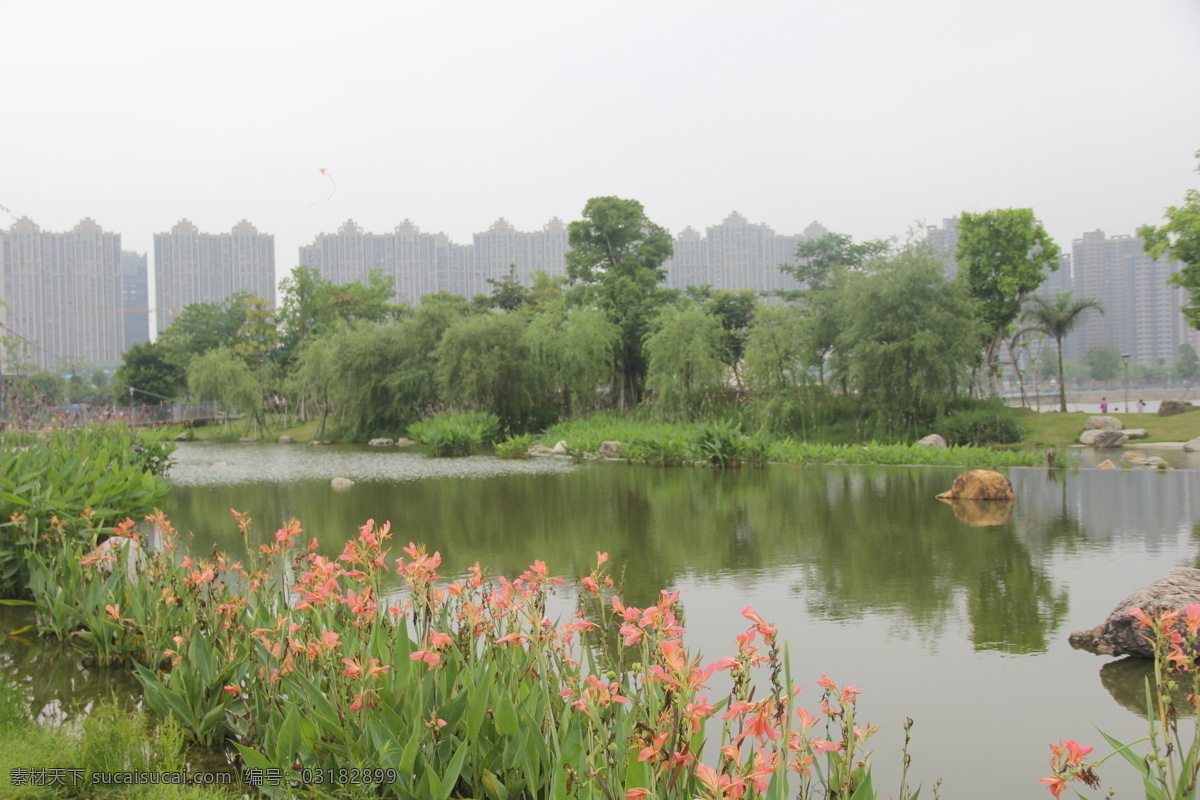 美人蕉 小花美人蕉 小芭蕉 漳州碧湖 生态园 漳州 碧湖生态园 自然景观 田园风光